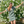 Short Beach Dress - Sixties Summer - Sage
