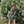 Short Beach Dress - Sixties Summer - Sage
