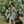 Short Beach Dress - Sixties Summer - Sage