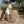 Robe de Plage courte - Sixties Summer - Sauge