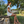 Robe de Plage courte - Sixties Summer - Chantilly