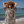 Femme souriante au bord de la plage portant un poncho en coton biologique motif zebre - Atelier Dune