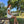 Robe de Plage courte - Sixties Summer - Sauge